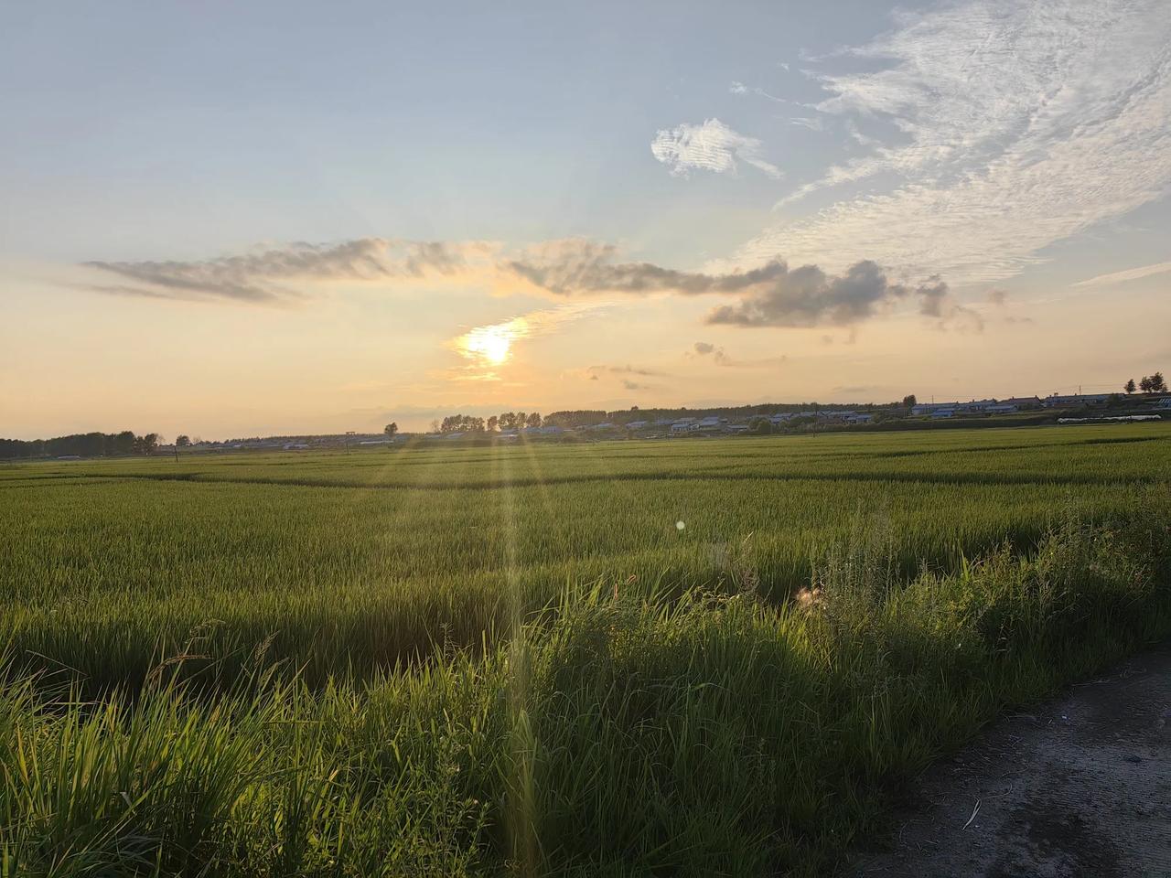 分享城市新鲜事夕阳下骑行🚴，闻着稻花香。美美哒！