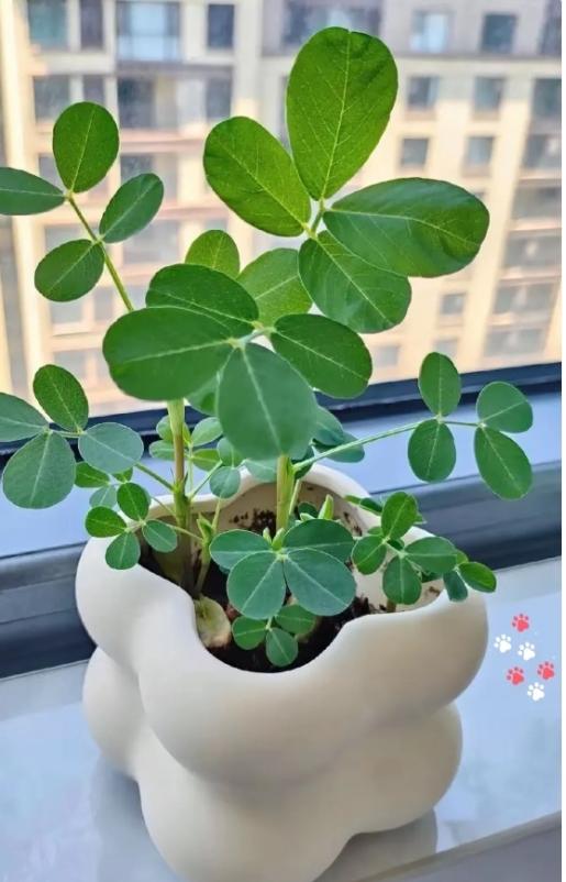 救命！儿子在楼下捡了盆“花”，说要给我惊喜，我一看绿油油的挺精神，就赶紧养在窗台