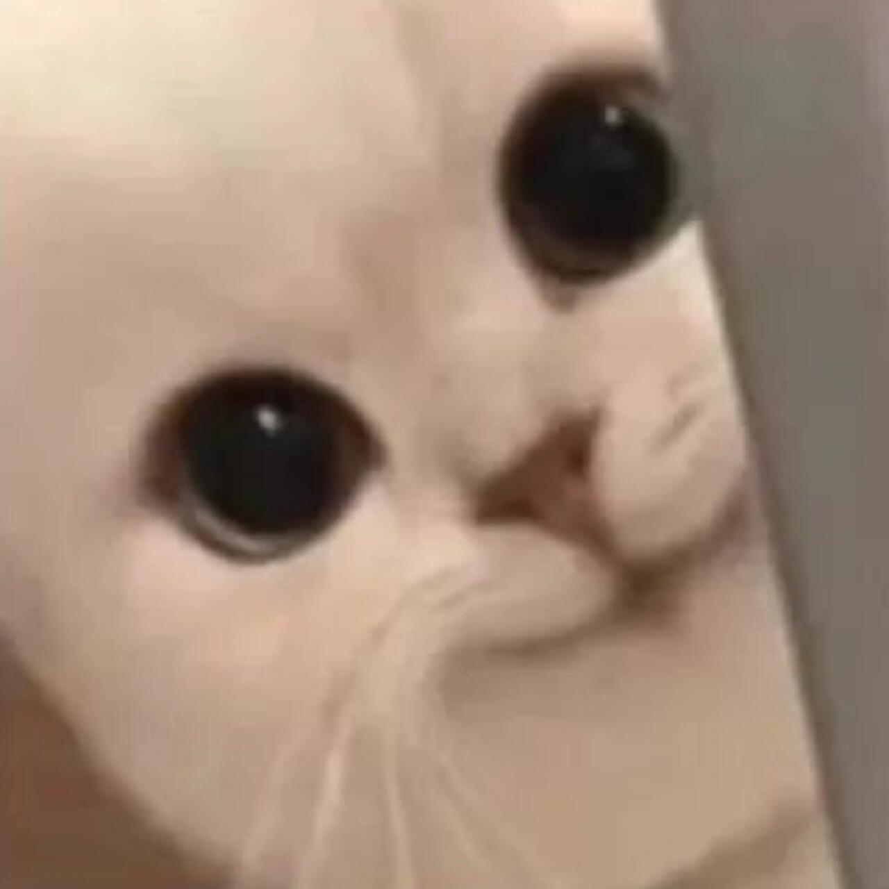 女子追星参加笔试靠实力拿满分女子首次追星被安排一起考试考试要是都考自担的各种细节