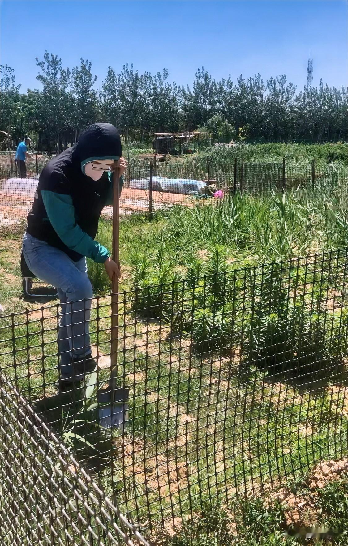 最终还是花160元，让师傅帮忙翻地，900元租了这一分地，已经3天了，我还没有把