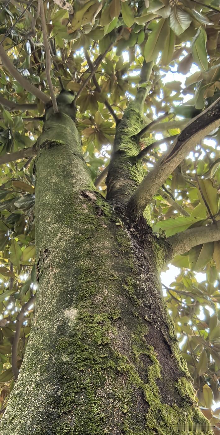 家门口有棵玉兰树，直径超过50公分，足有三四层楼高。放院子里确实好看，但离房子太