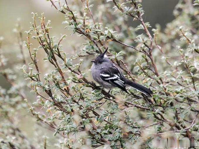 🐦 在南美洲中西部安第斯山脉的云雾森林里，住着一位身高不到十五厘米、脾气却像山