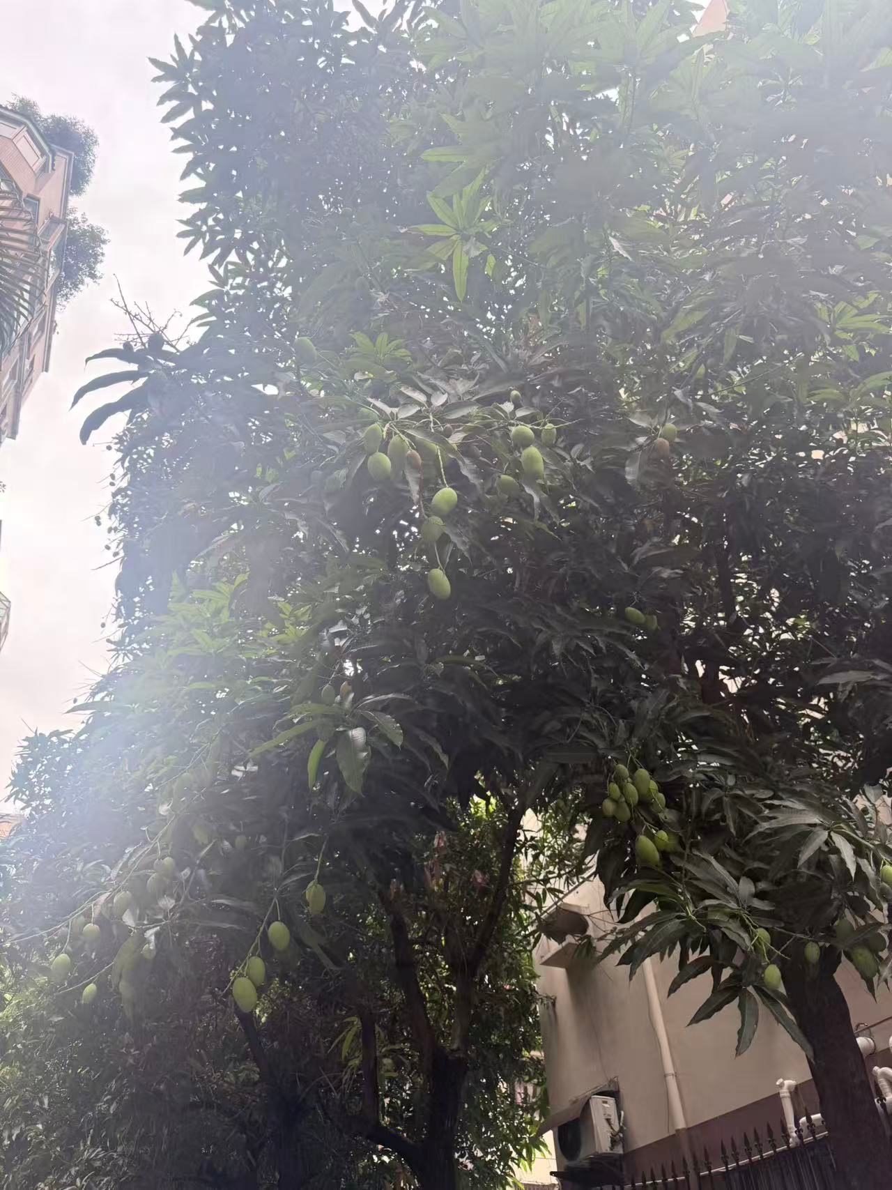 走在广东的人行道要小心，下的都是莲雾雨，芒果雨，菠萝蜜雨☔️☔️ 