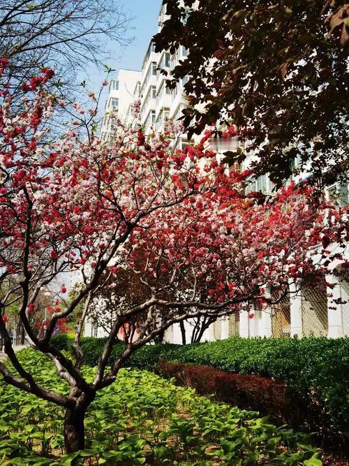 在春天的画卷里漫步，每一步都踏着芬芳与希望。春天悄然而至，用镜头捕捉每一抹绿意和