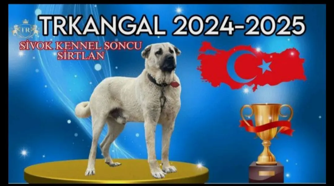 土耳其最大的猎狼赛事TRkangal猎狼赛事