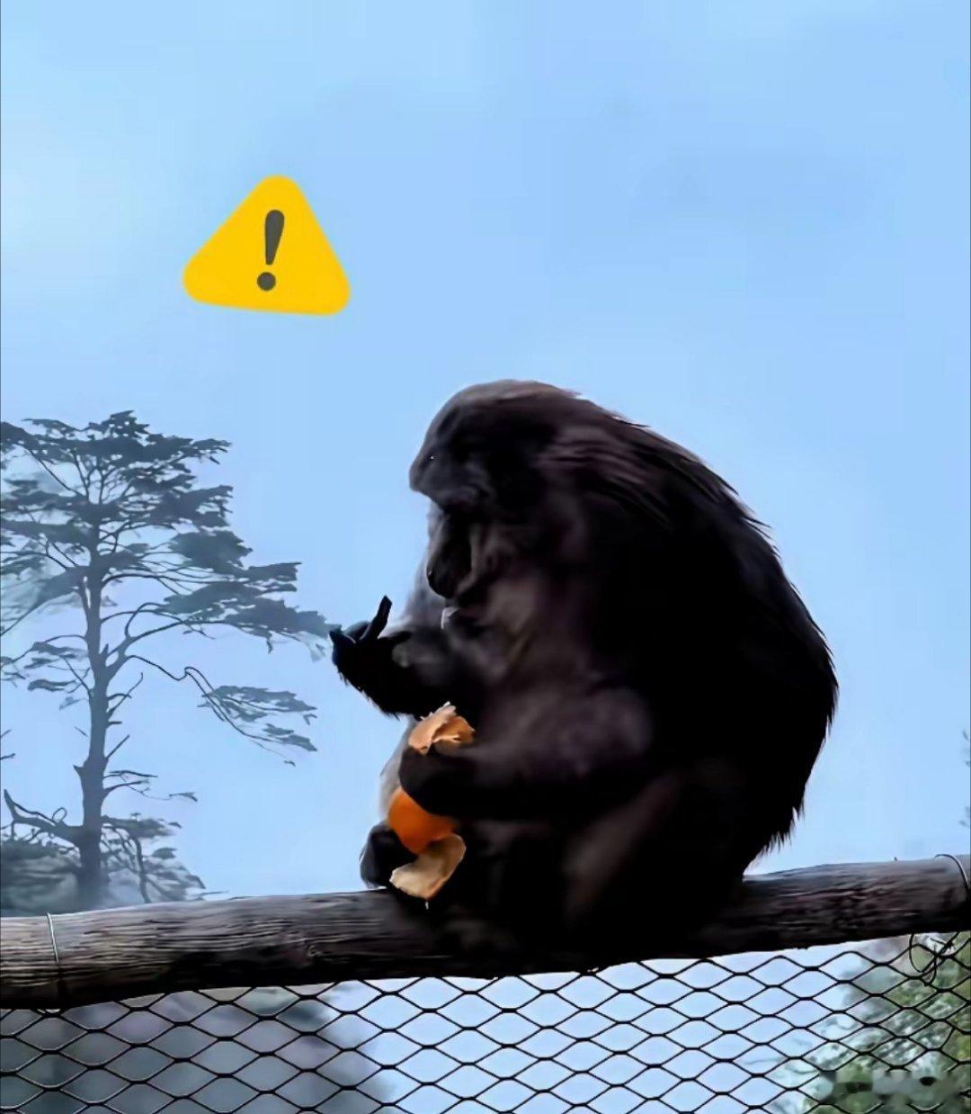 峨眉山推猴子 犯错成本猴子再淘气，它终究是一只动物，真烦猴子你可以躲可以赶，犯得