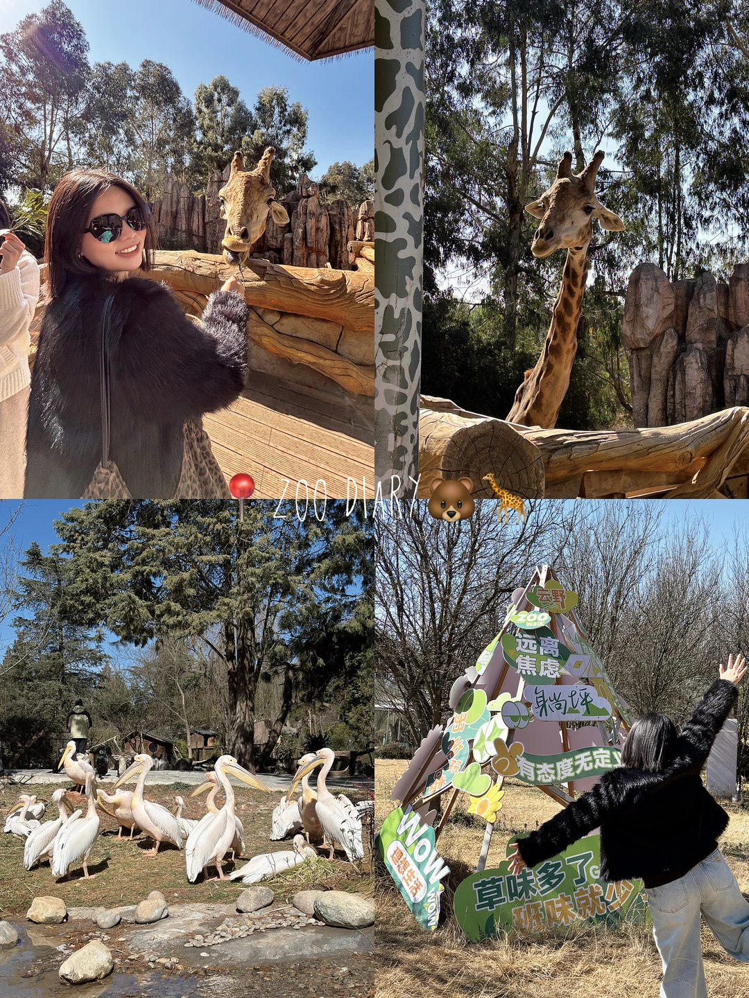 （昆明）寒假的快乐是动物园给的～Zoo Day🐾🐨