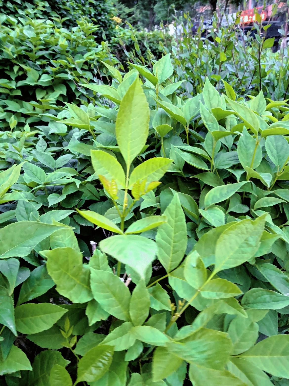 绿意盎然的植物，生机勃勃的自然之美。🌿🌱这片绿植长得真茂盛啊！