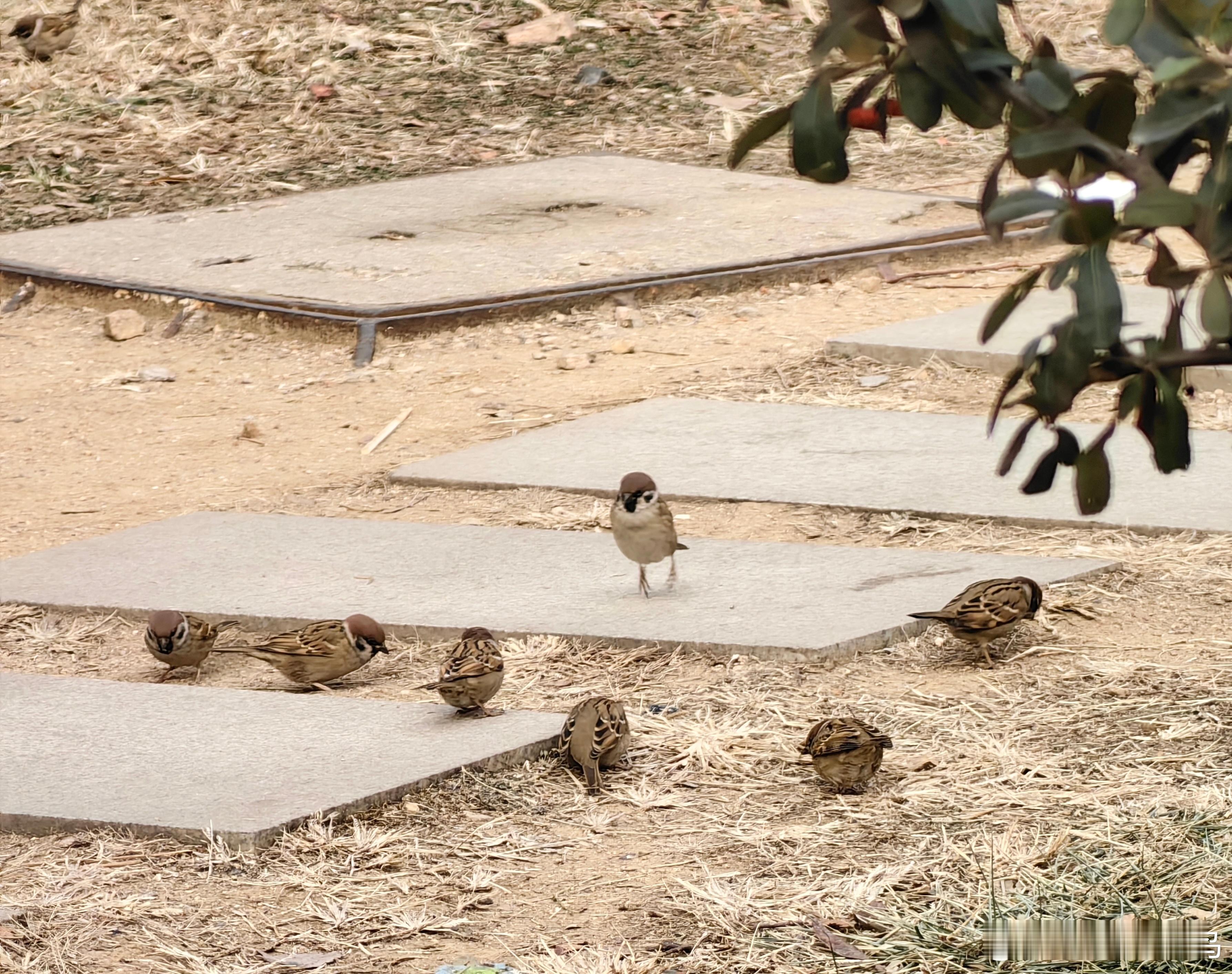 #鸟粉投稿# 蹦蹦跳跳的小麻雀 ​​​