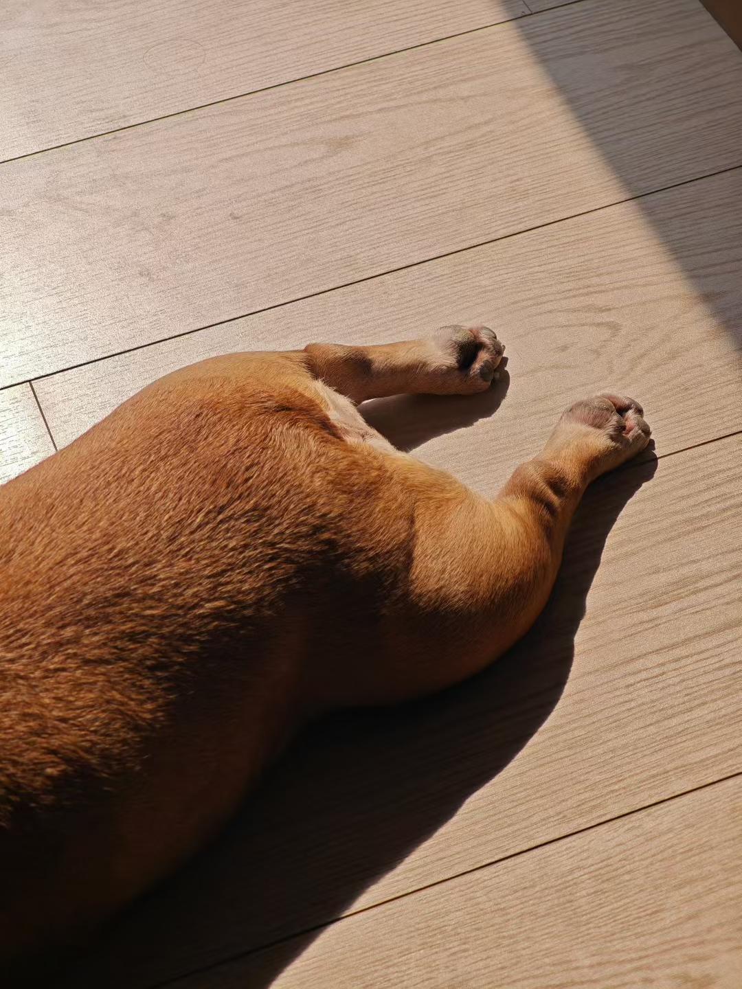 人什么时候能像狗狗那样，晒个太阳就很快乐呢。
最近广东天气很好，基本每天都有大大