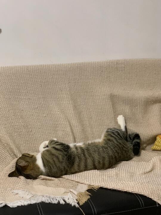 我要睡觉觉了