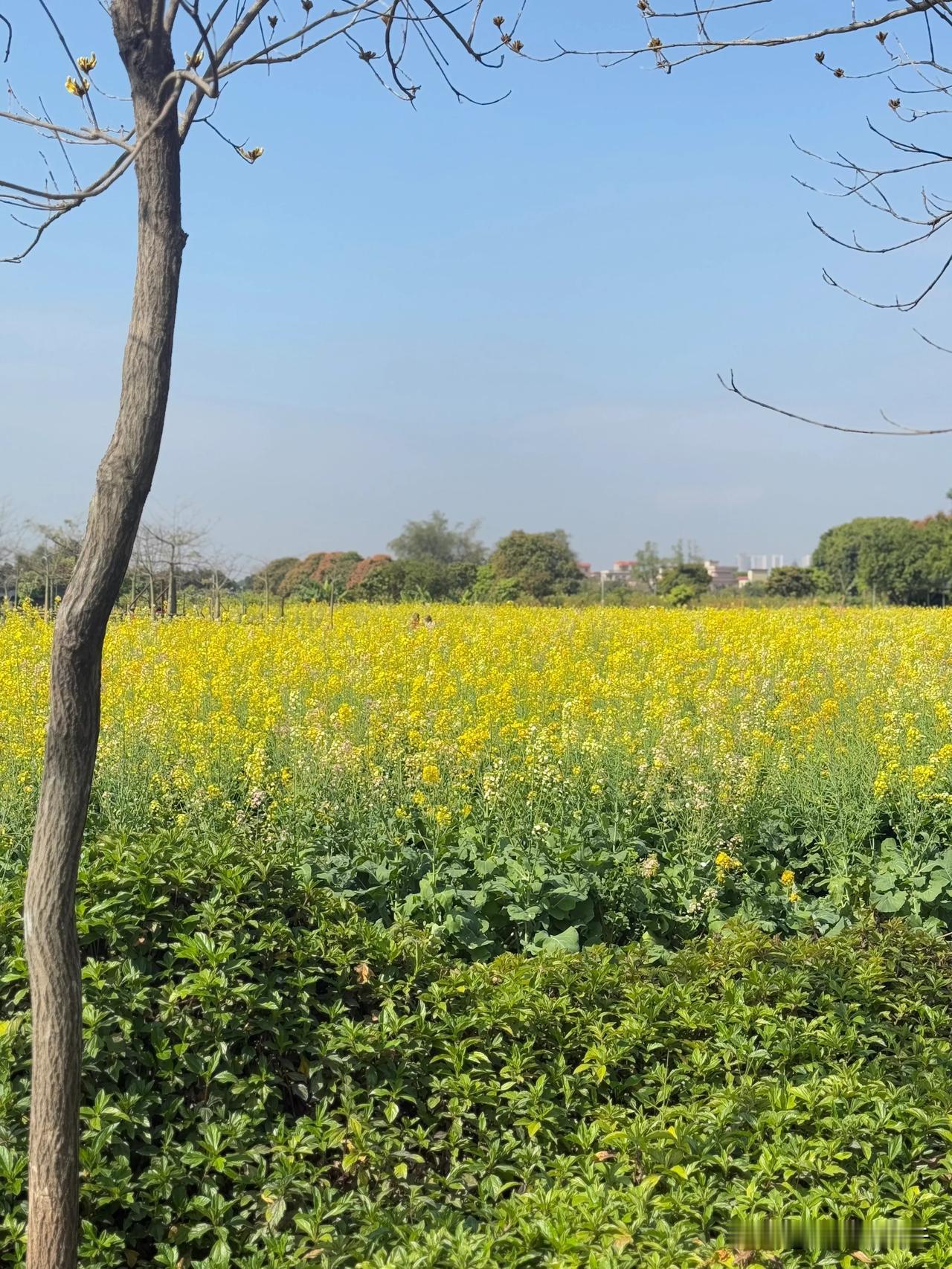 踏春    赏花    会知己~
柔柔弱弱的风铃木与油菜花~
只要你靠近，也会给