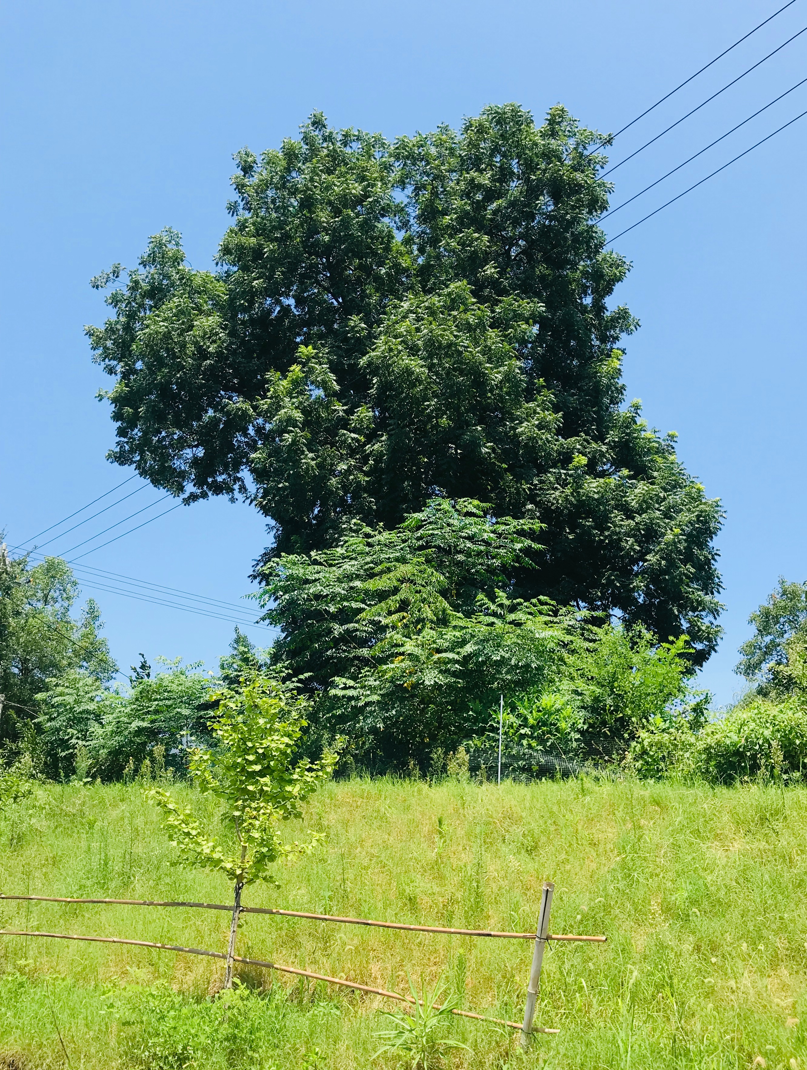 萧穆先生是我的乡贤，其后裔则是我的弟子。这个三面乃至四面环水的村庄，完美诠释了传
