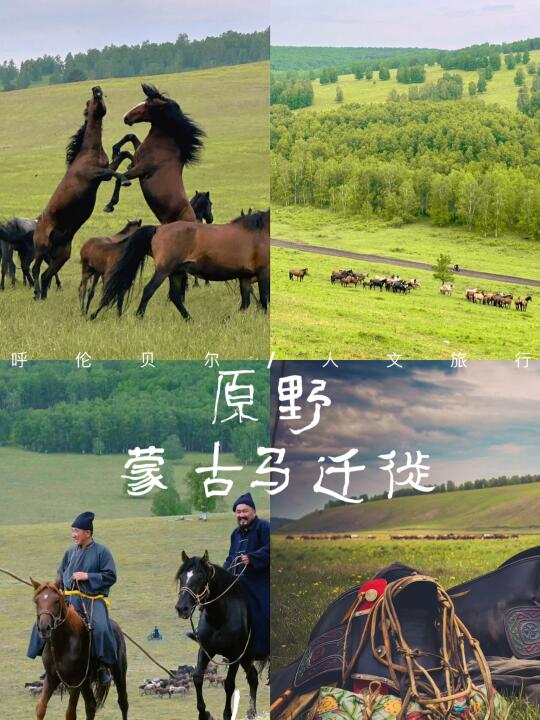 🌿“呼伦贝尔非遗盛宴 | 蒙古马迁徙深度人文