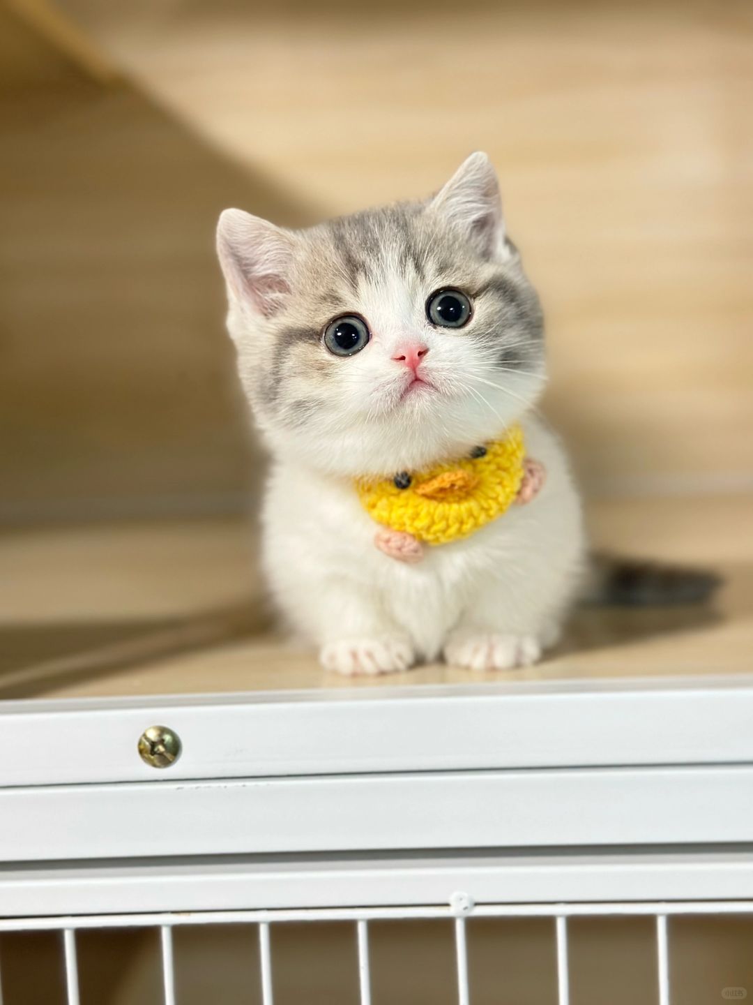 这样可爱的宝宝是要被人狂亲的 三花矮脚猫