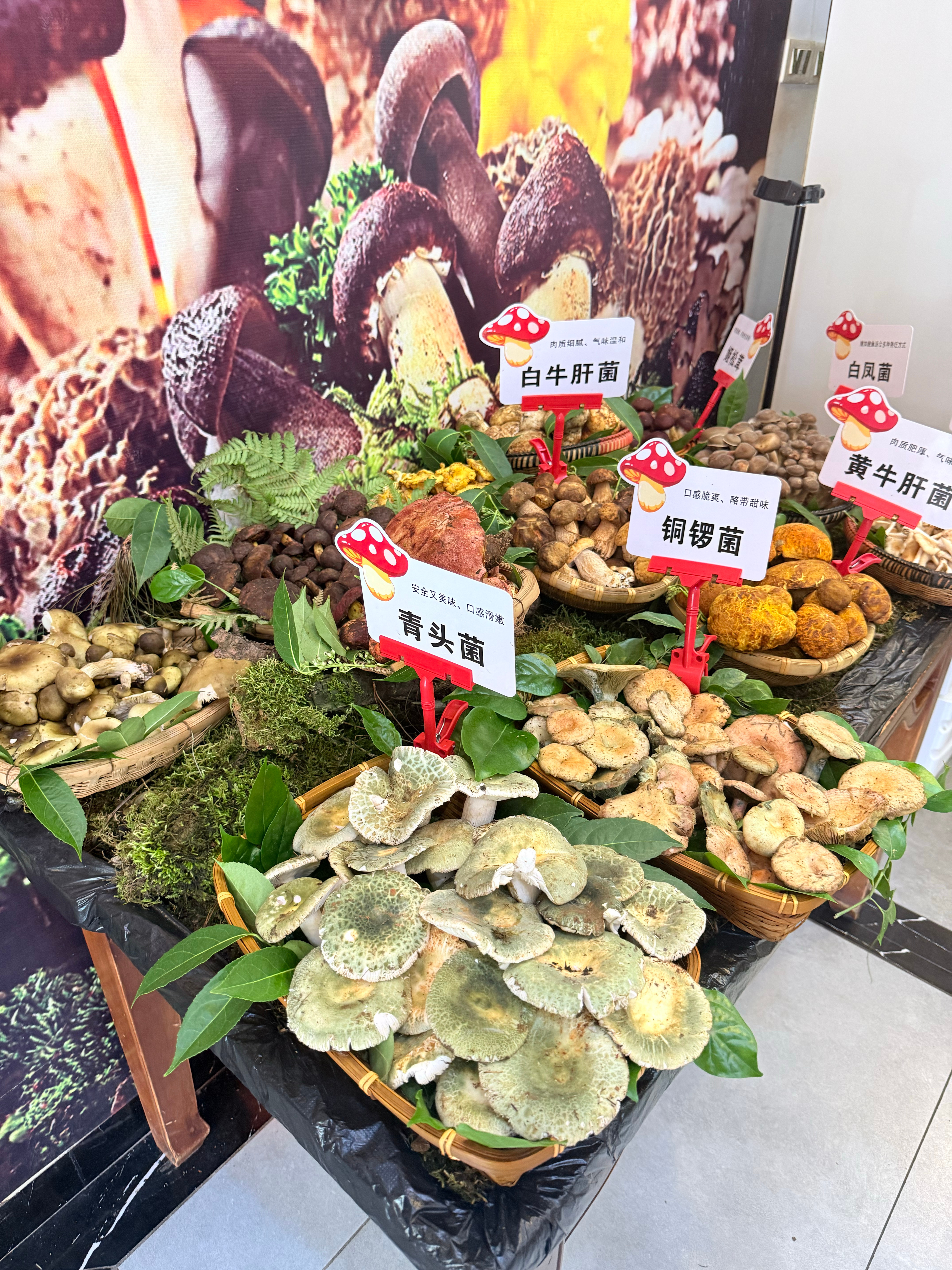 野生菌火锅来咯 