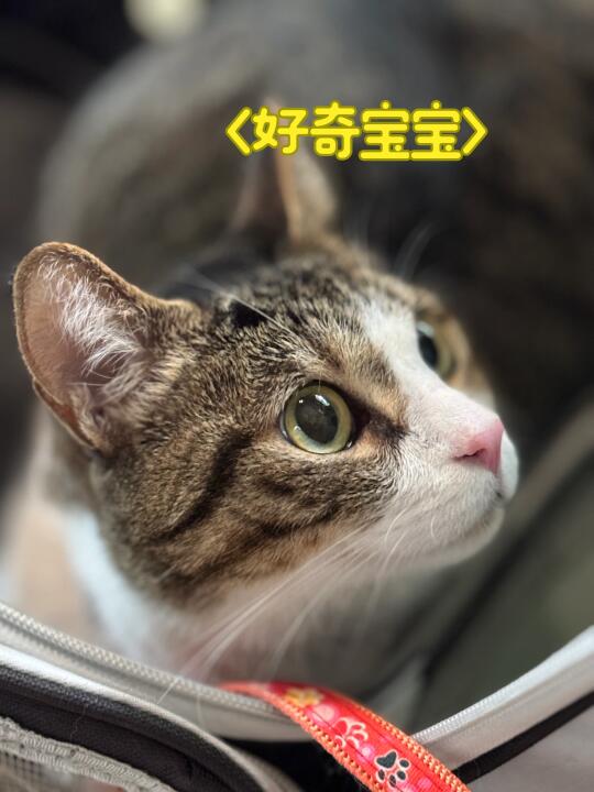 来个眼神好的猫猫