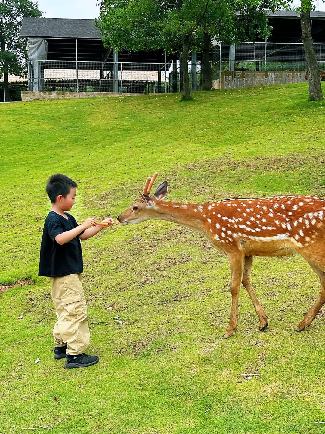 南京遛娃｜动物园里有什么