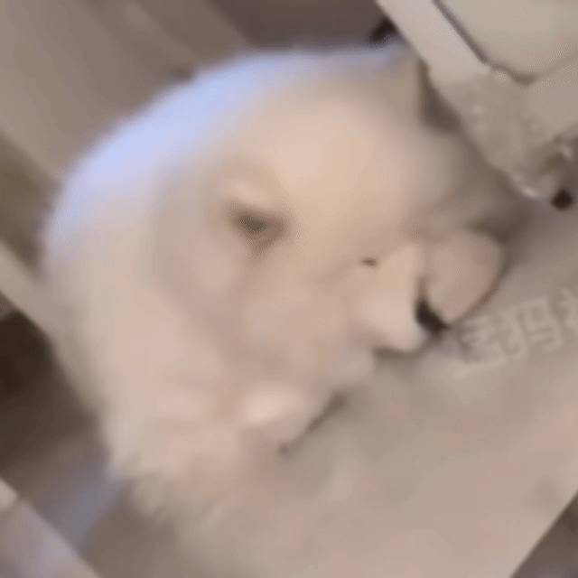一款很会给自己顺毛的小狗
