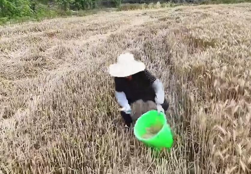 妈呀！这个无人机我是甩不掉了！这位大妈急眼了！
     六月份是小麦收获的季节