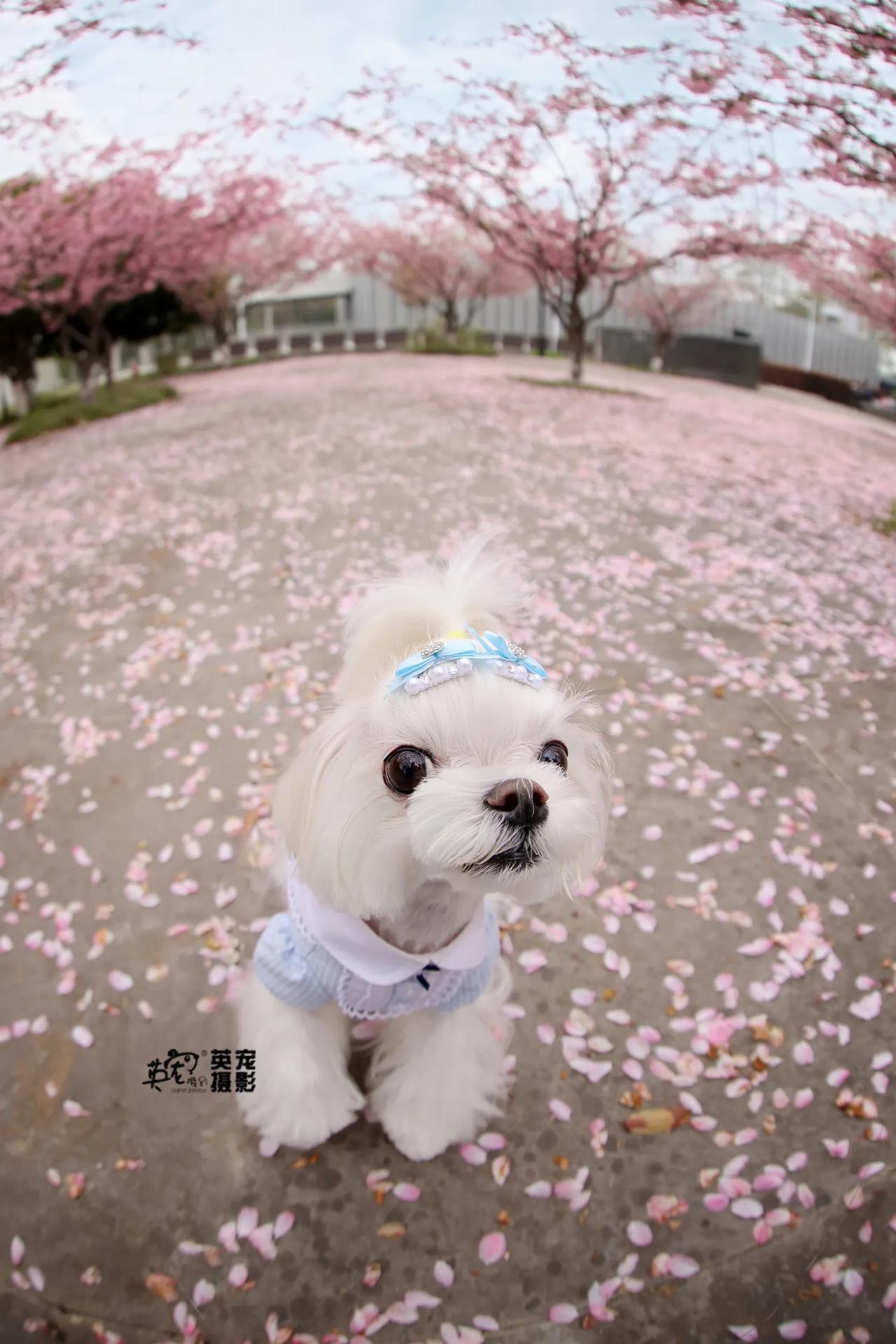这是真的桃花朵朵开啦～😍
【南京拍摄】