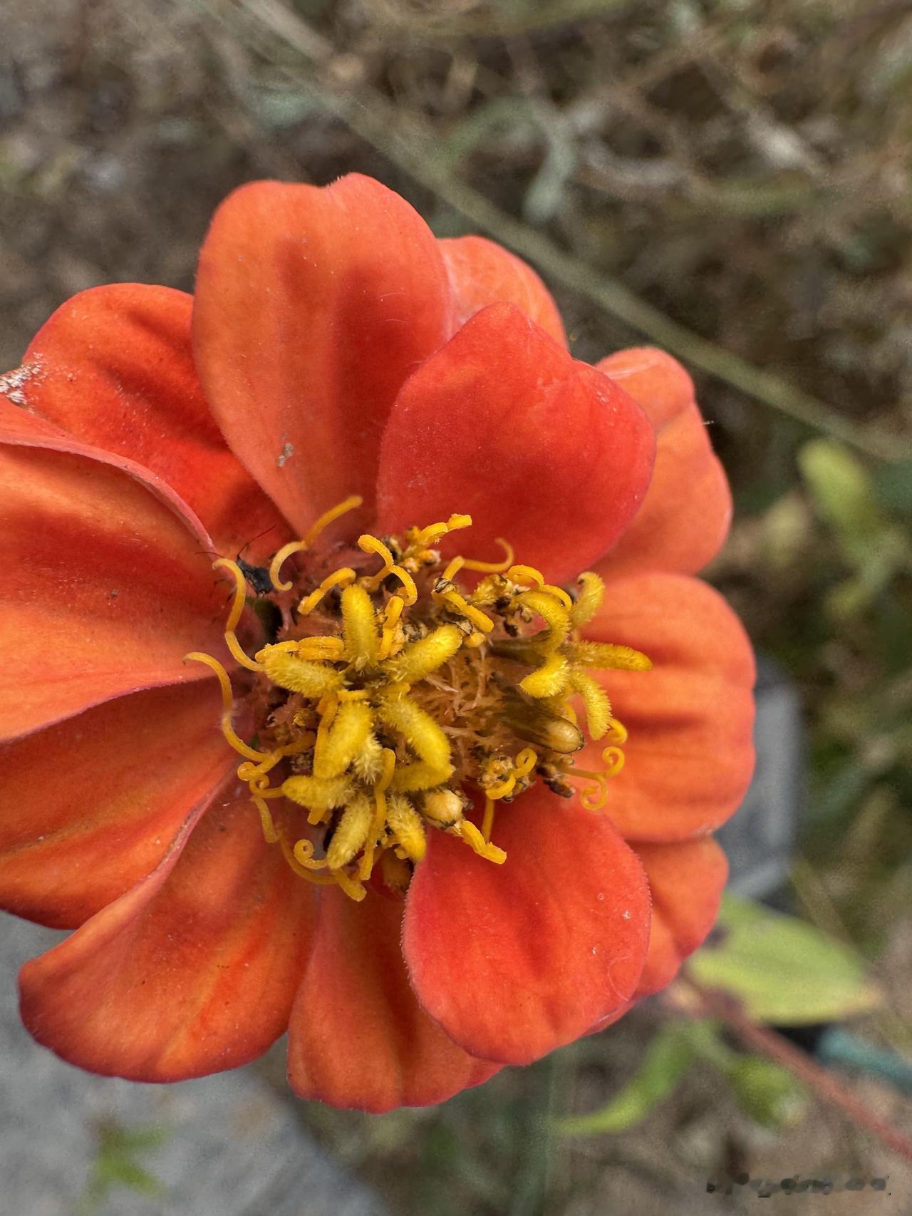 我的花儿都在阳台上。
院里种的花已经凋谢了，家里的花都在阳台上。
冬天不适合在室