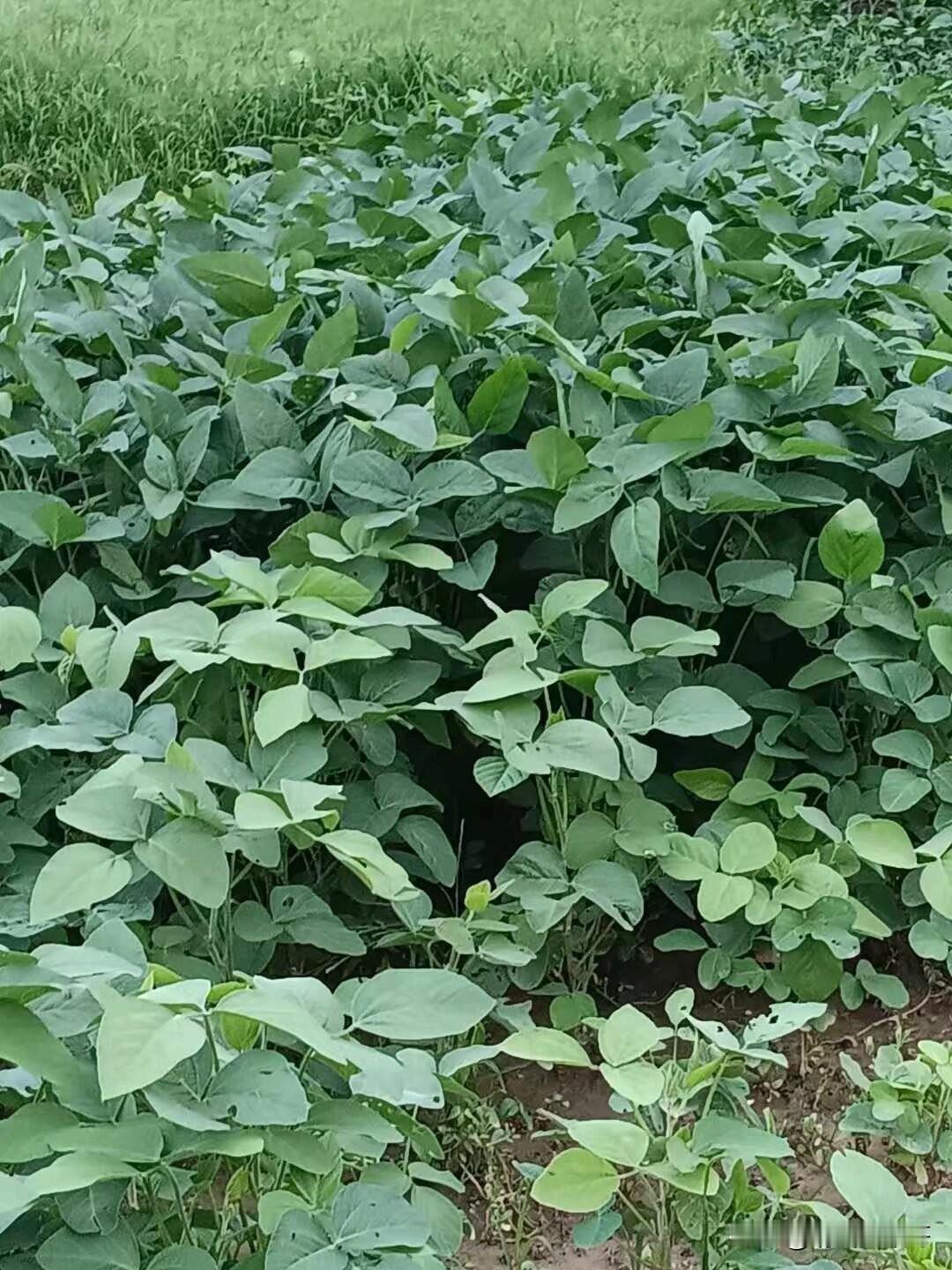 不是我打击在座的各位，下面的农作物你说的出名字吗？