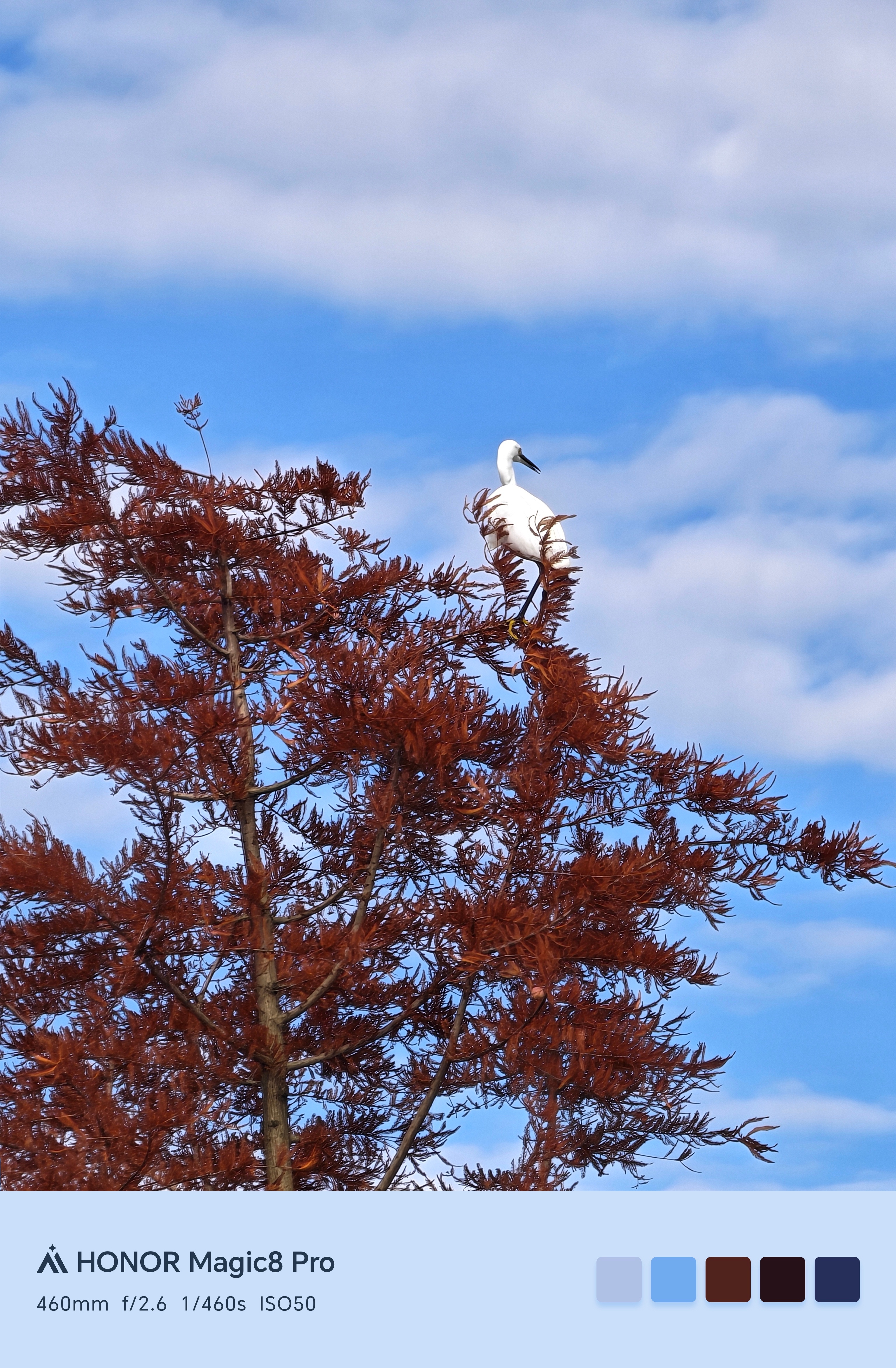 今天天气好，公园里有不少拍鸟的，现场有个大爷说，你这手机拍的真好，离的远还能拍的