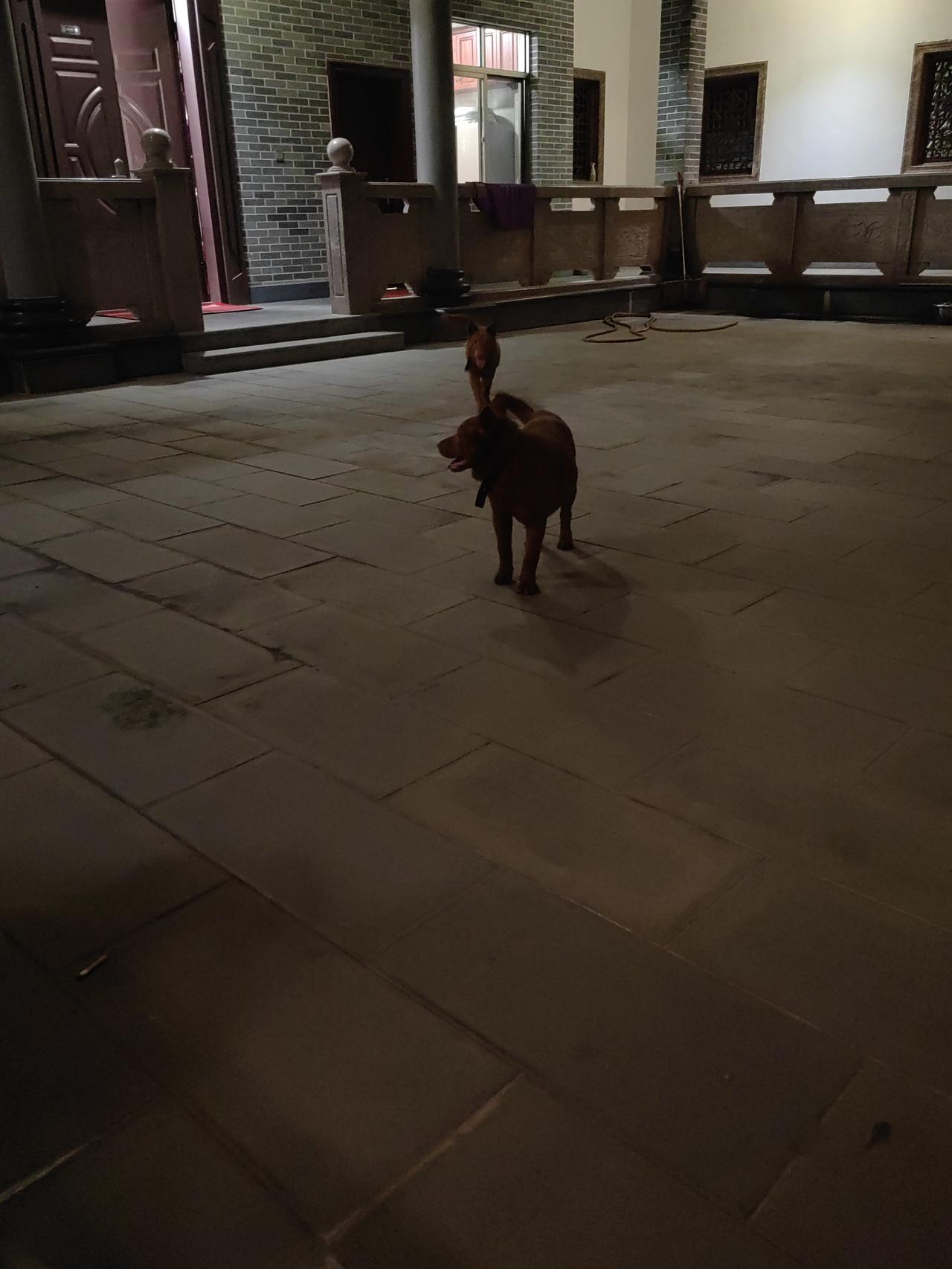 老家，土狗，真的是要比那些什么宠物狗懂事