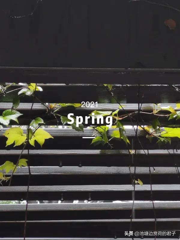 春日生活打卡季 春日生活，简直是一场超棒的治愈之旅！春天就是新的开始，那些不开心