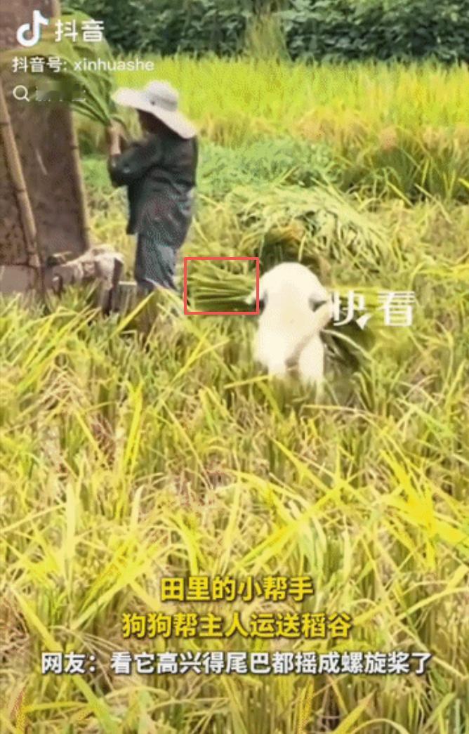 “上新华社了！”四川农家收稻谷，夫妻俩埋头苦干，没想到家里狗子比他们还忙，叼着稻