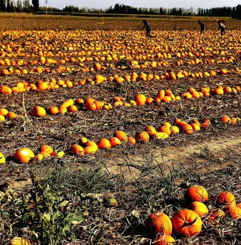满地金黄，圆滚滚，这是新疆秋收的季节