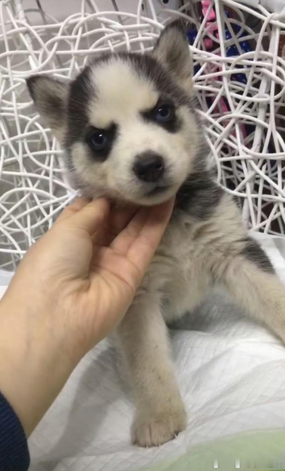 这辈子卖得最后悔的一只狗可是看图片 真的很可爱 