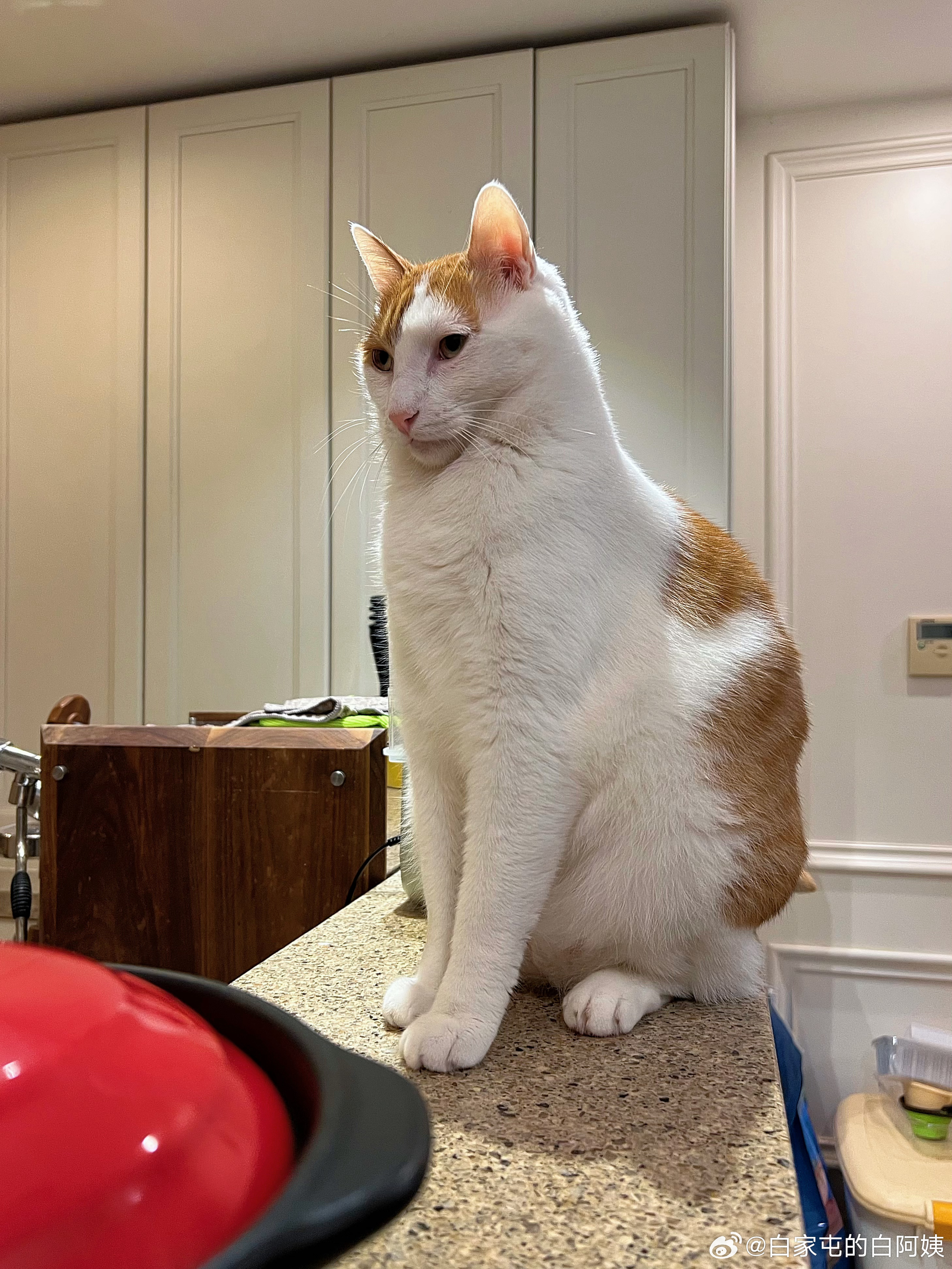 我问一下，主人吃饭的时候，小仆猴在旁边放臭屁，这种情况是不是可以直接开除，不需要