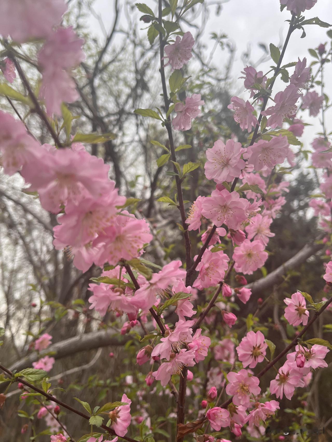 短暂的一生
最难预见的
就是遇见
因为不知道
不知在哪一眼就是开始
不知哪次转身