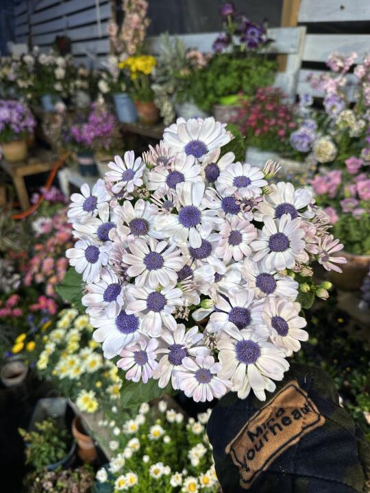 今年种的三盆瓜叶菊