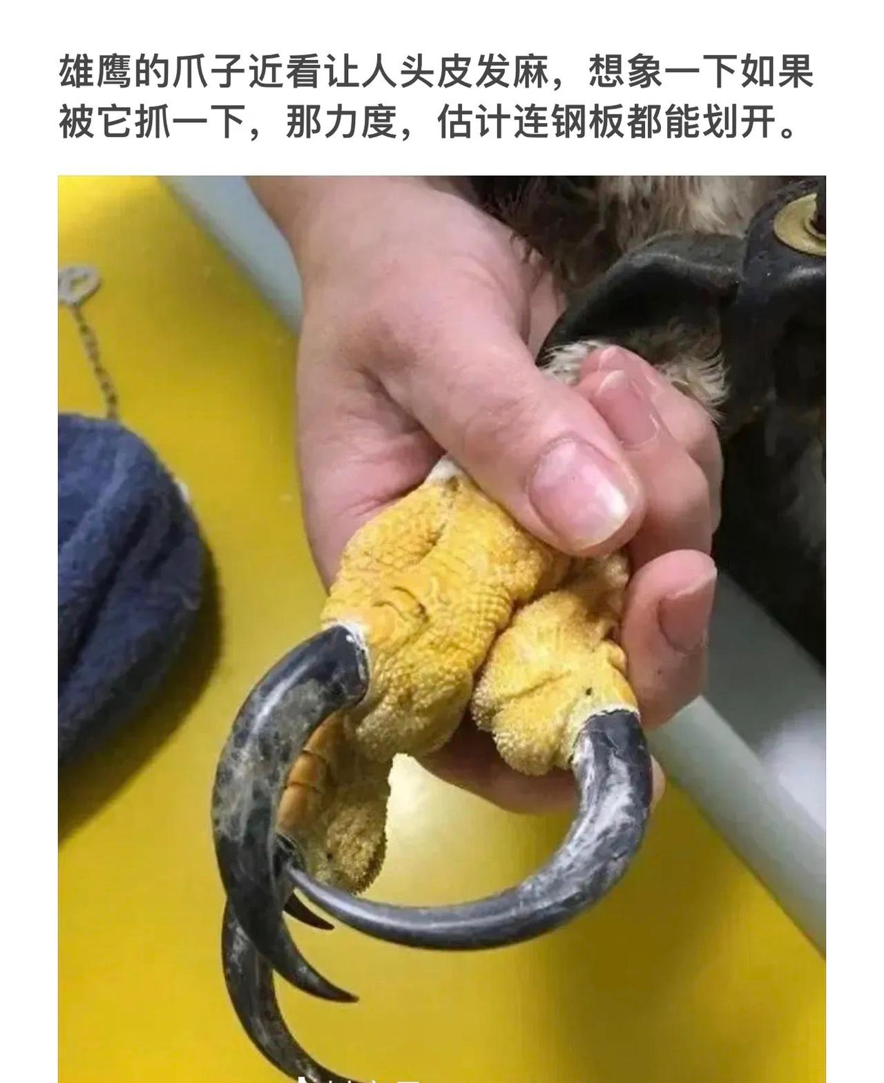 感受猛禽的威力！近距离感受雄鹰的利爪！