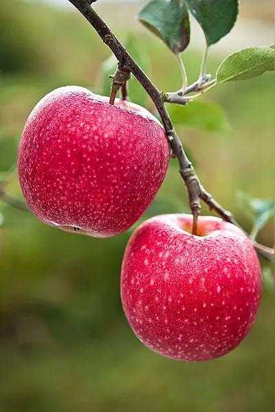 自来水不能喝，苹果不能吃，可是自来水洗过的苹果就可以吃了，这是为啥呢？
最佳答案