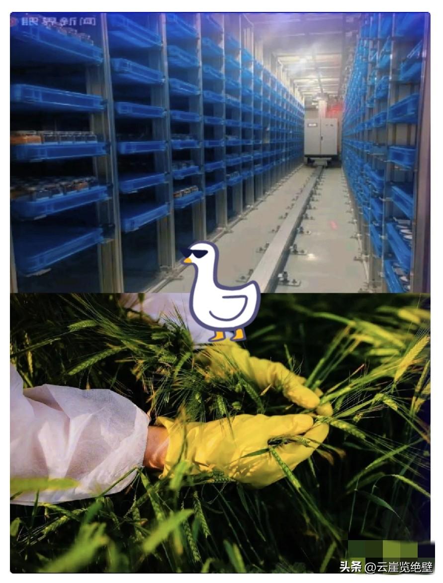 无人机乱撒药、免费发种子！农村这些怪事，原来是间谍在搞鬼！

农村两大怪事要警惕