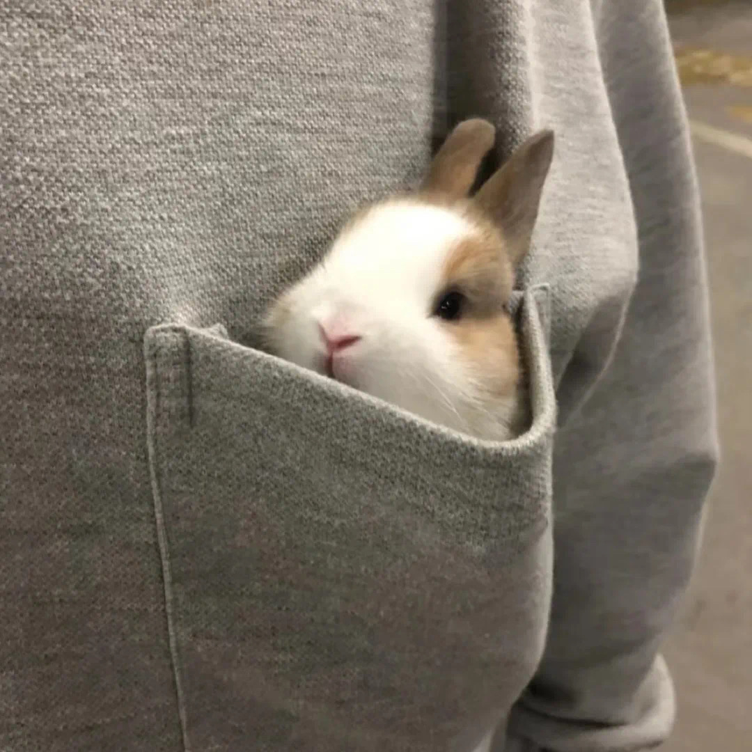 兔兔🐇 
