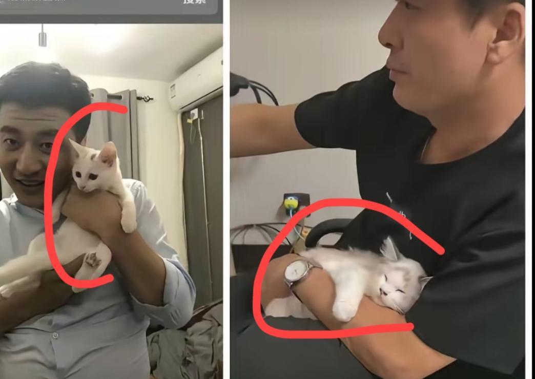 真不可思议！
简直不敢相信
陈杰也喜欢猫，喜欢就算了，居然他的猫颜色和品种，都是