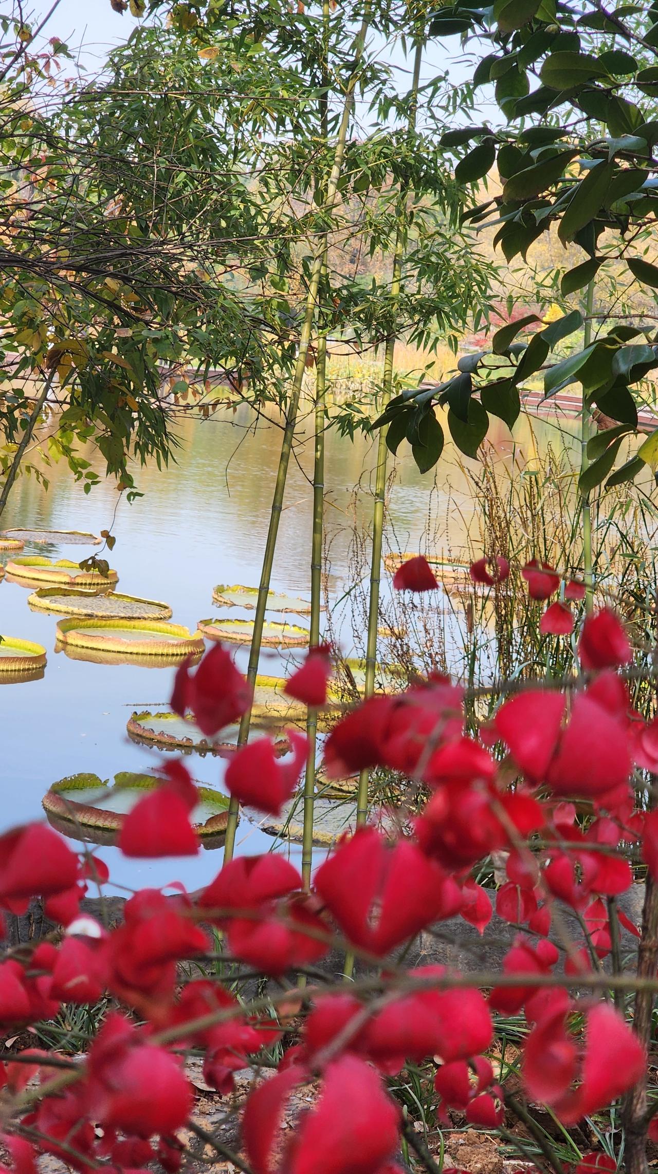 西安植物园秋色浓！时值深秋，西安植物园依然是姹紫嫣红，生机勃勃，呈现出美丽的秋景