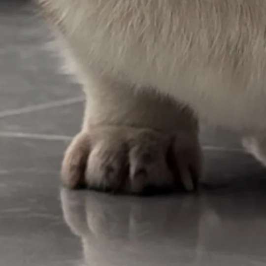 狗基础脚就不基础。看脚猜狗。