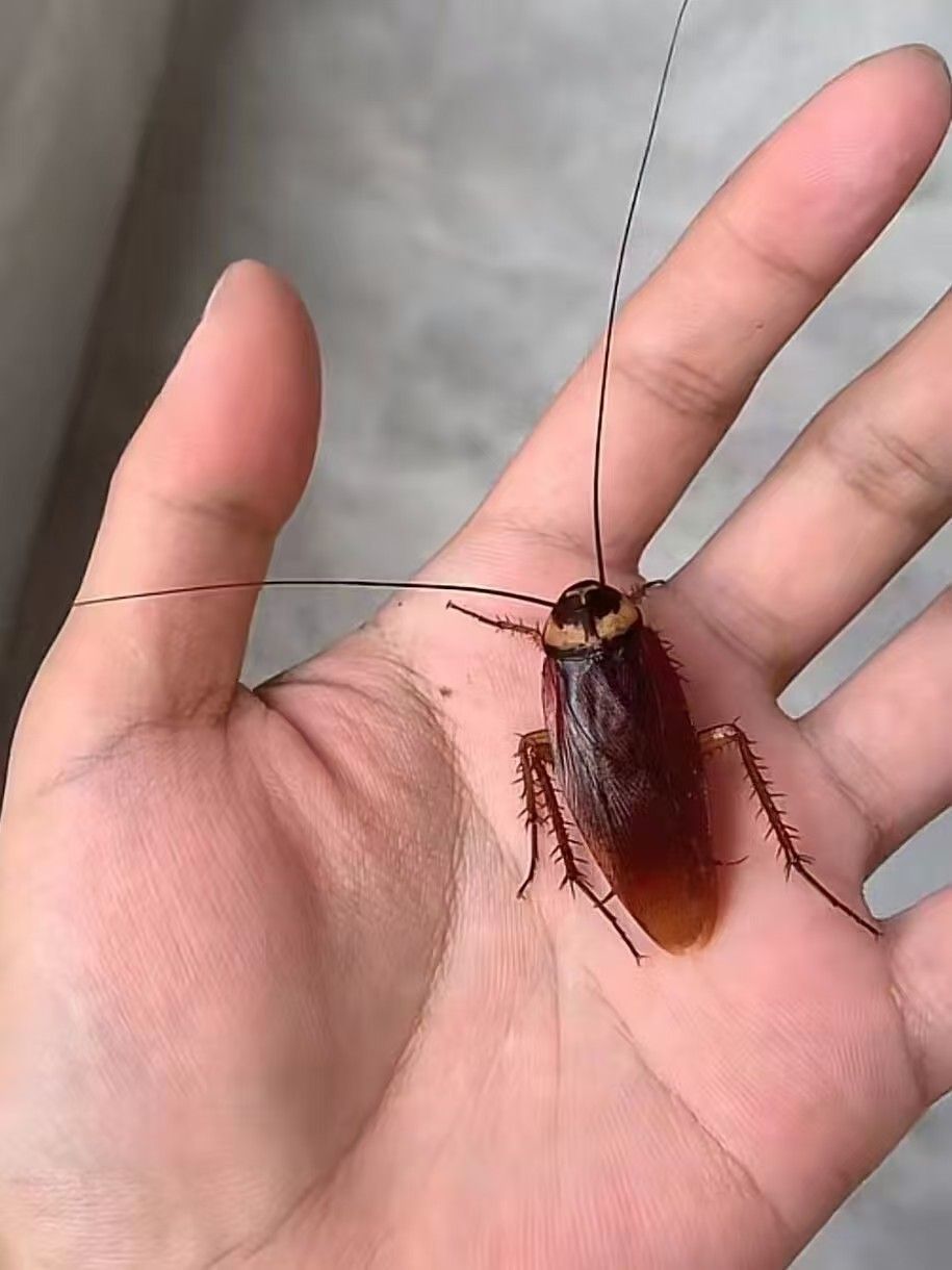 这是什么婵，怎么不会叫 ​​​