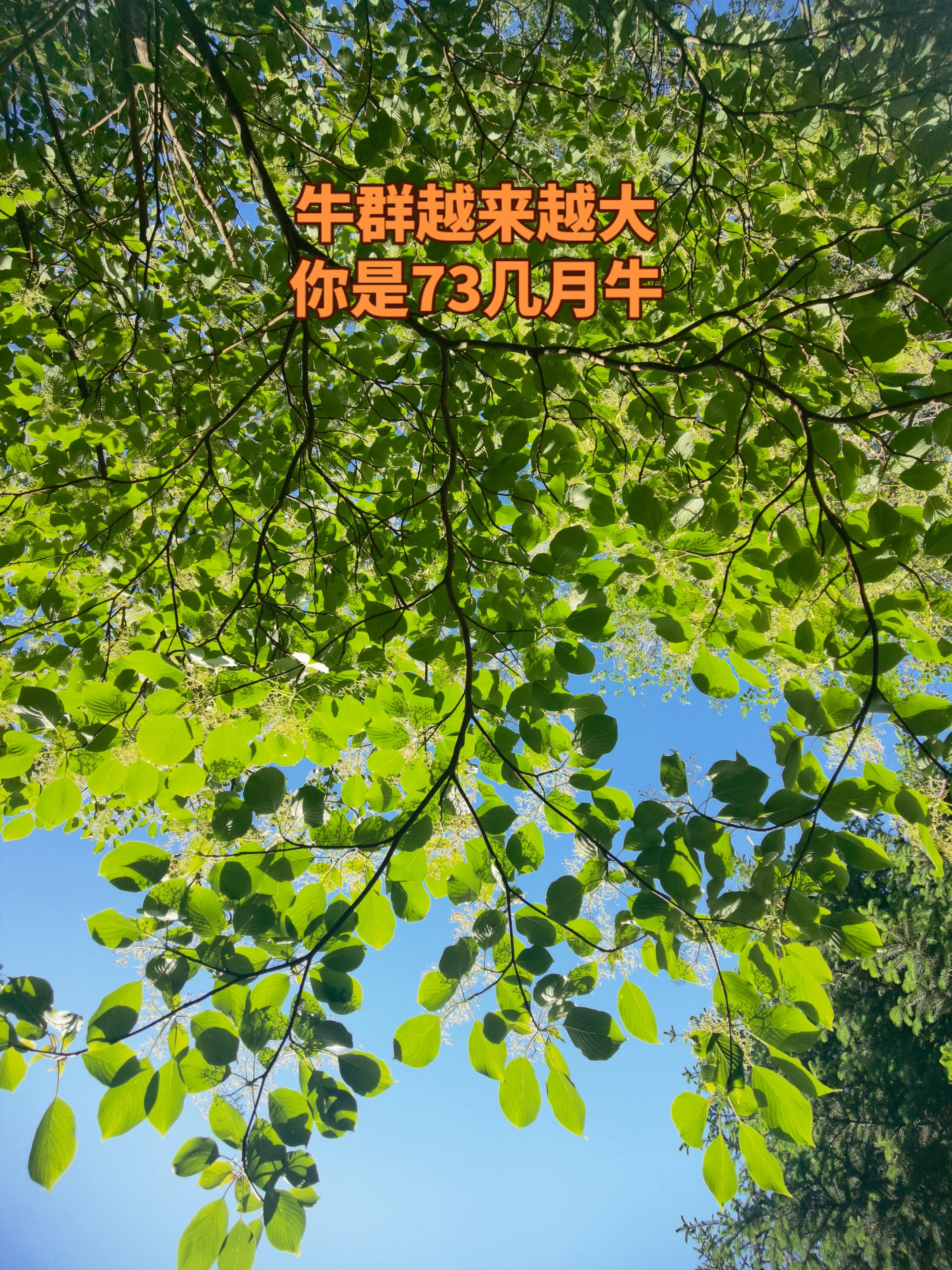 交换你镜头里的夏天，慢下来看世界 73牛回家了