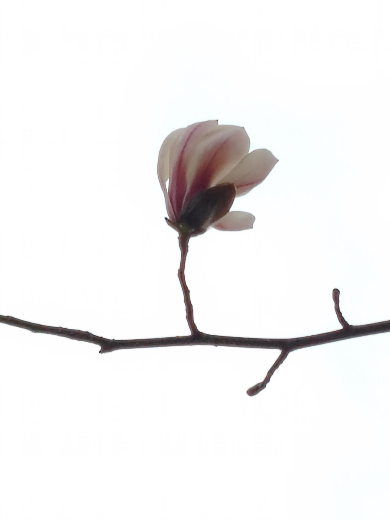 在中华文化的长河中，这样对仗工整、意境深远的对联犹如璀璨的明珠。像这样的对联不仅