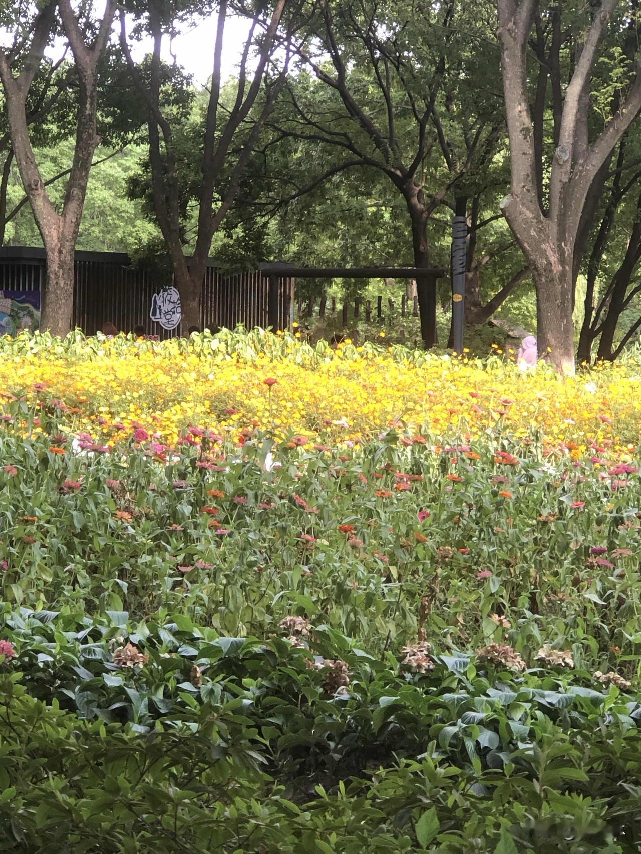 夏日游园随手一拍，遍地鲜花热闹盛放。路边的千日红、格桑花姹紫嫣红，一串红热烈如火