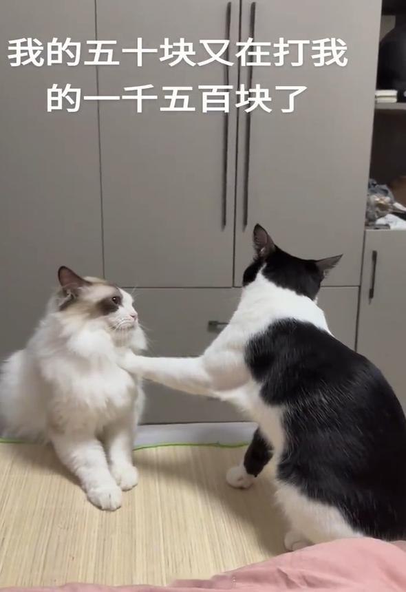 不愧是便宜的,打架起来绝不认输[doge] ​​​