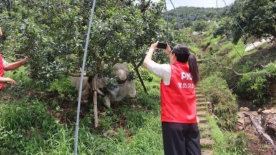 台州黄岩多部门联动全力助农复产减损数据互通减时效，体系护航山区特色农业 