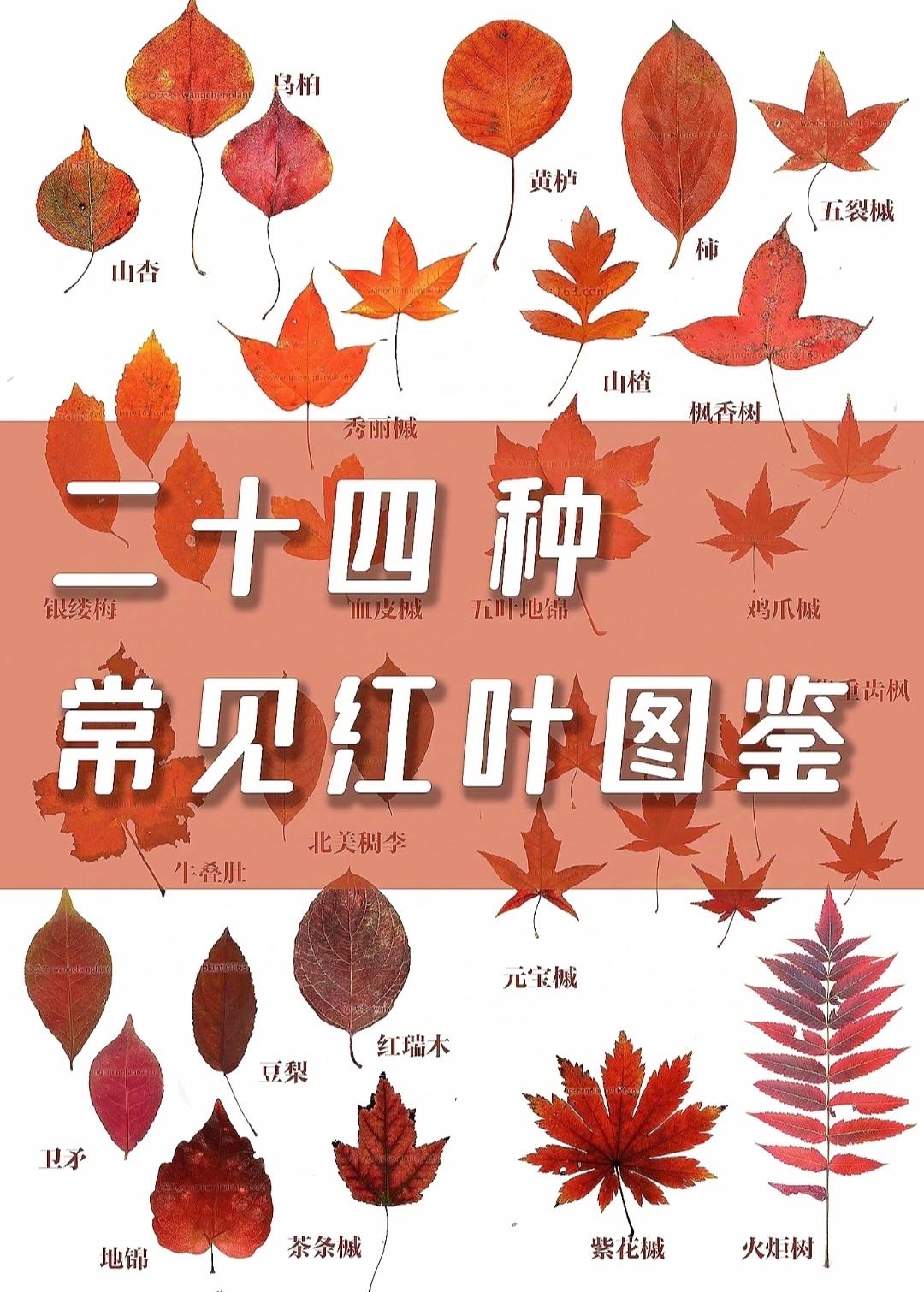 惊喜！这个常见的红叶图片识别整理太应季了，快给孩子和喜欢树叶的人分享下吧...